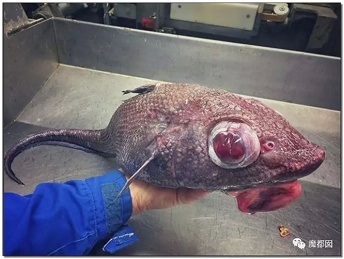 俄罗斯渔夫网上捕捞到的深海怪物，惊吓全世界！（组图） - 51