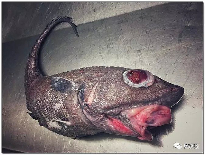 俄罗斯渔夫网上捕捞到的深海怪物，惊吓全世界！（组图） - 52