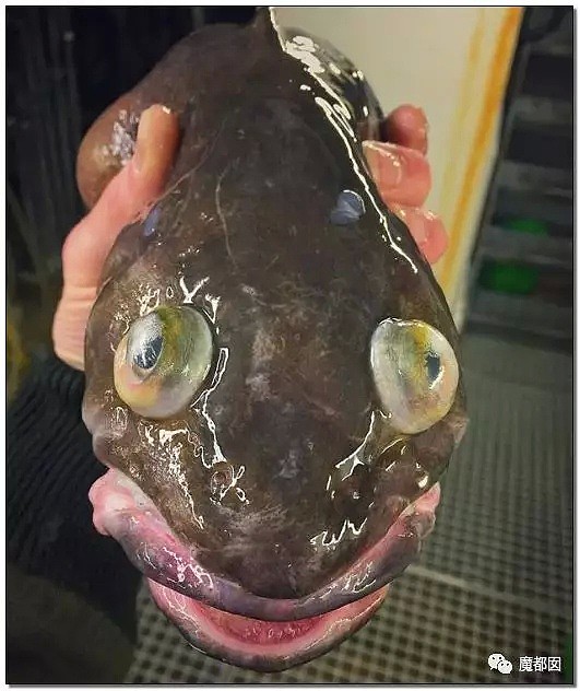 俄罗斯渔夫网上捕捞到的深海怪物，惊吓全世界！（组图） - 53