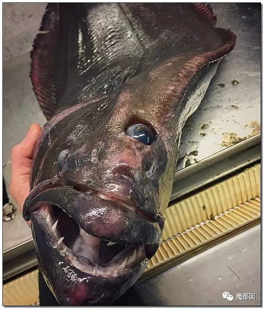 俄罗斯渔夫网上捕捞到的深海怪物，惊吓全世界！（组图） - 55