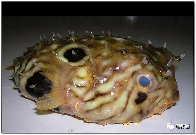 俄罗斯渔夫网上捕捞到的深海怪物，惊吓全世界！（组图） - 56