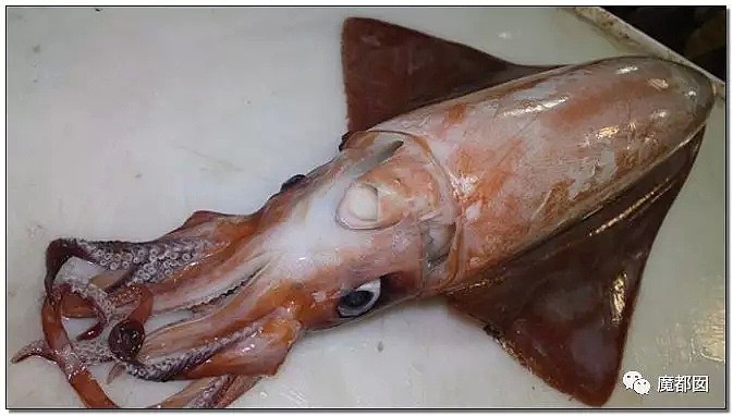 俄罗斯渔夫网上捕捞到的深海怪物，惊吓全世界！（组图） - 59