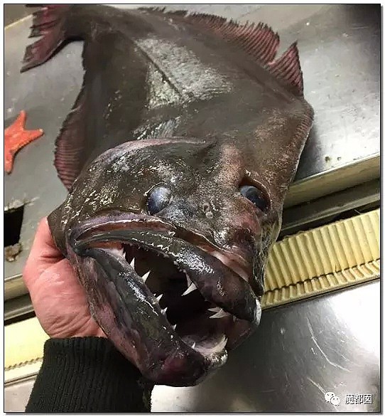 俄罗斯渔夫网上捕捞到的深海怪物，惊吓全世界！（组图） - 62