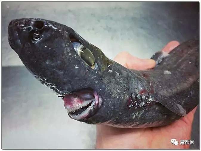 俄罗斯渔夫网上捕捞到的深海怪物，惊吓全世界！（组图） - 65