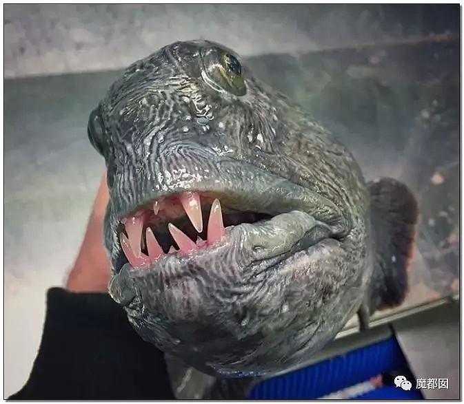 俄罗斯渔夫网上捕捞到的深海怪物，惊吓全世界！（组图） - 68