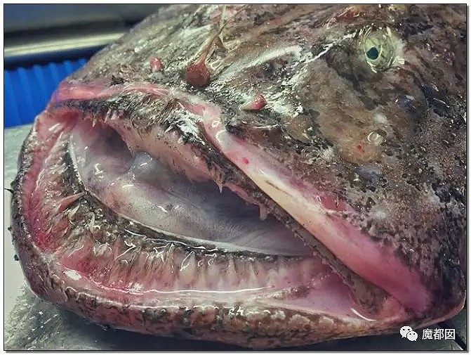 俄罗斯渔夫网上捕捞到的深海怪物，惊吓全世界！（组图） - 69