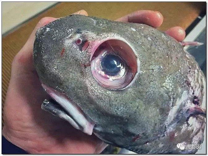 俄罗斯渔夫网上捕捞到的深海怪物，惊吓全世界！（组图） - 71