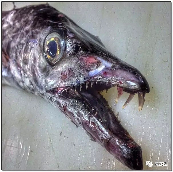 俄罗斯渔夫网上捕捞到的深海怪物，惊吓全世界！（组图） - 74