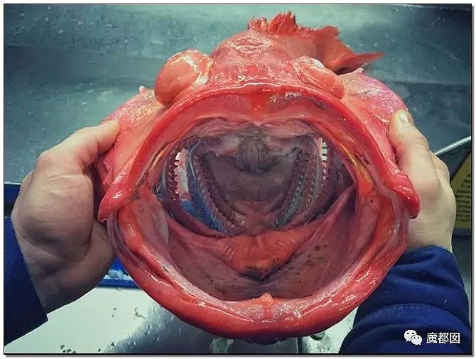 俄罗斯渔夫网上捕捞到的深海怪物，惊吓全世界！（组图） - 76