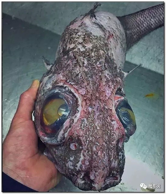俄罗斯渔夫网上捕捞到的深海怪物，惊吓全世界！（组图） - 77