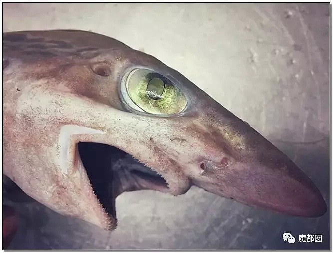 俄罗斯渔夫网上捕捞到的深海怪物，惊吓全世界！（组图） - 78