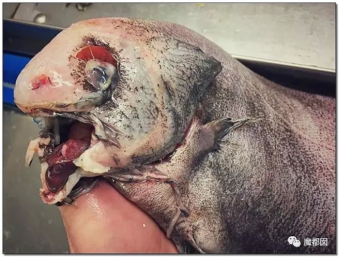 俄罗斯渔夫网上捕捞到的深海怪物，惊吓全世界！（组图） - 79
