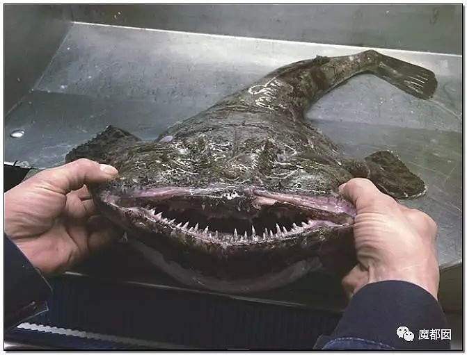 俄罗斯渔夫网上捕捞到的深海怪物，惊吓全世界！（组图） - 80
