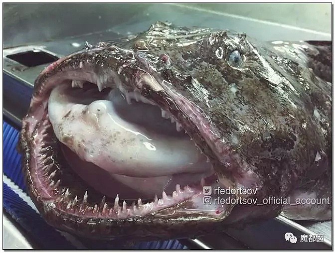 俄罗斯渔夫网上捕捞到的深海怪物，惊吓全世界！（组图） - 81