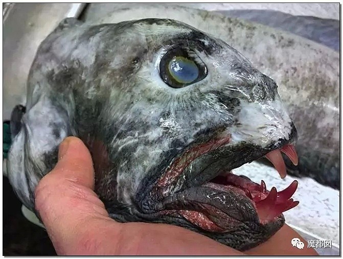 俄罗斯渔夫网上捕捞到的深海怪物，惊吓全世界！（组图） - 83