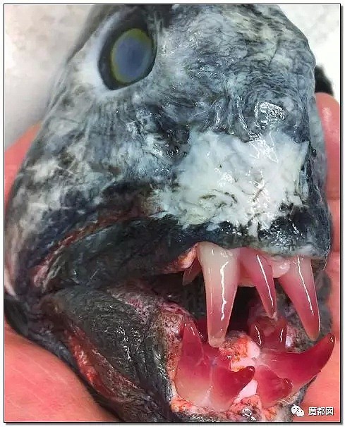 俄罗斯渔夫网上捕捞到的深海怪物，惊吓全世界！（组图） - 84