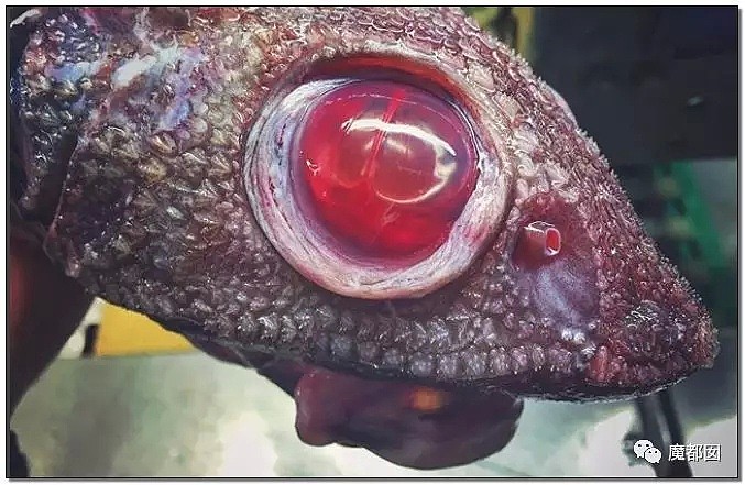 俄罗斯渔夫网上捕捞到的深海怪物，惊吓全世界！（组图） - 85