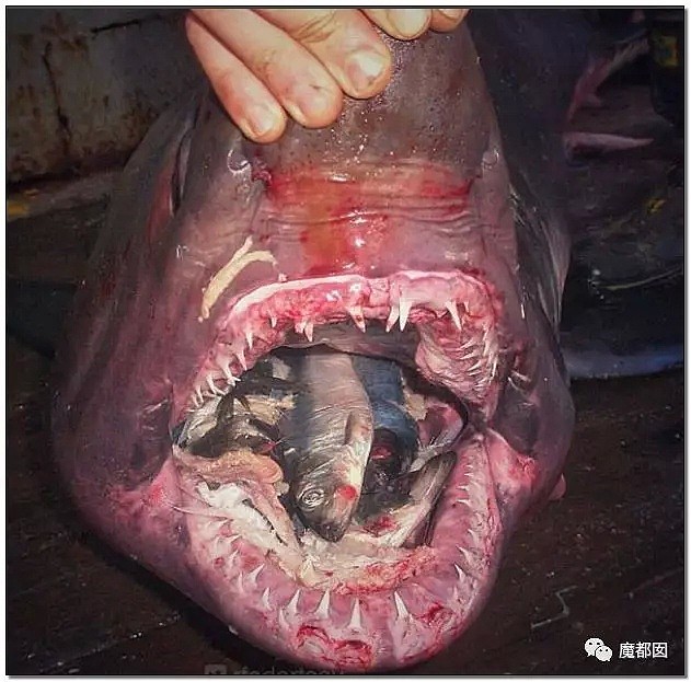 俄罗斯渔夫网上捕捞到的深海怪物，惊吓全世界！（组图） - 87