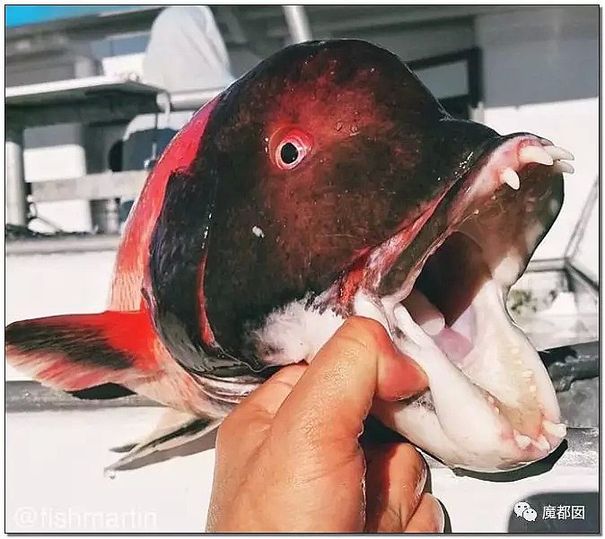 俄罗斯渔夫网上捕捞到的深海怪物，惊吓全世界！（组图） - 91