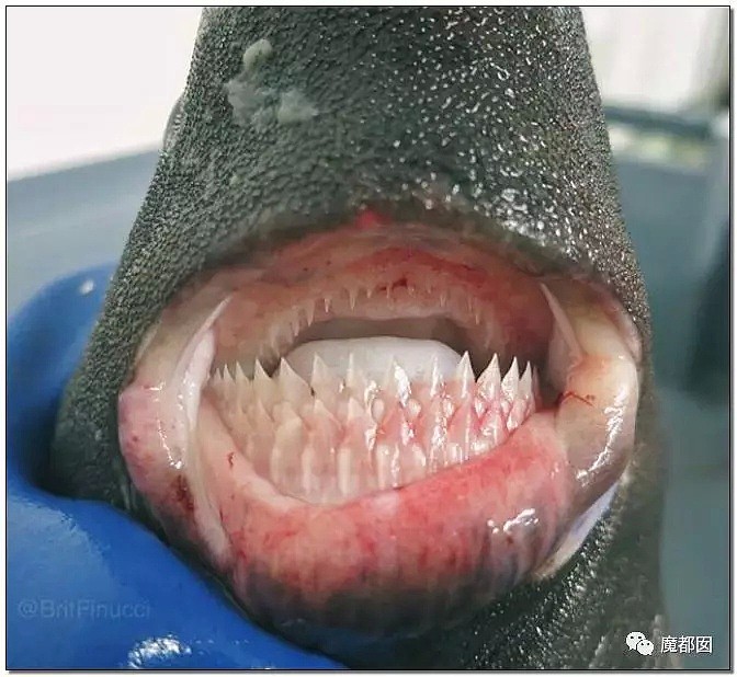俄罗斯渔夫网上捕捞到的深海怪物，惊吓全世界！（组图） - 96