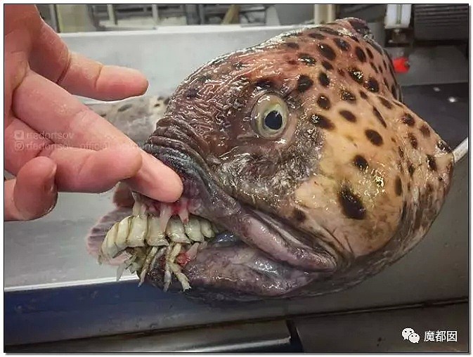 俄罗斯渔夫网上捕捞到的深海怪物，惊吓全世界！（组图） - 99