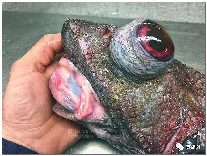 俄罗斯渔夫网上捕捞到的深海怪物，惊吓全世界！（组图） - 100