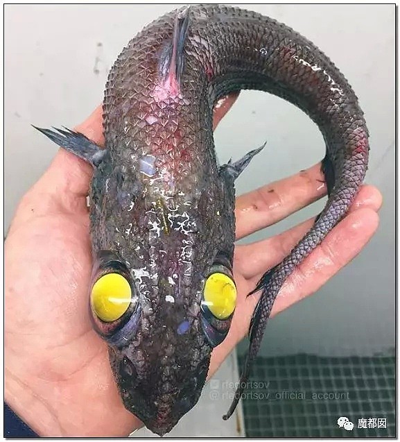 俄罗斯渔夫网上捕捞到的深海怪物，惊吓全世界！（组图） - 101