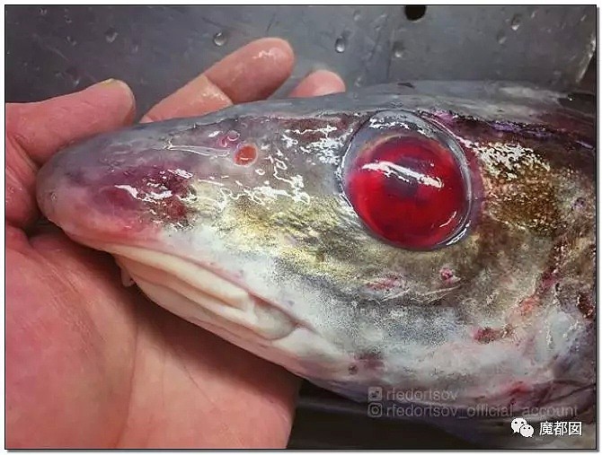 俄罗斯渔夫网上捕捞到的深海怪物，惊吓全世界！（组图） - 106