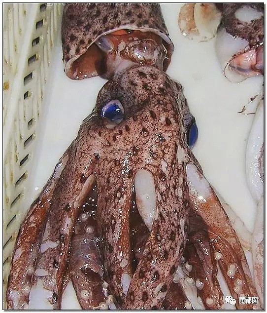俄罗斯渔夫网上捕捞到的深海怪物，惊吓全世界！（组图） - 107