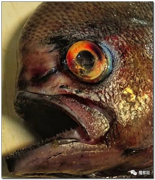 俄罗斯渔夫网上捕捞到的深海怪物，惊吓全世界！（组图） - 111