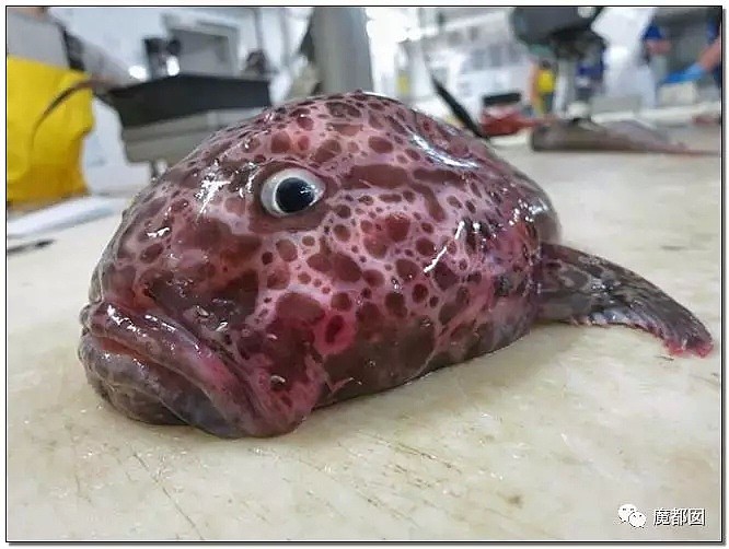 俄罗斯渔夫网上捕捞到的深海怪物，惊吓全世界！（组图） - 115