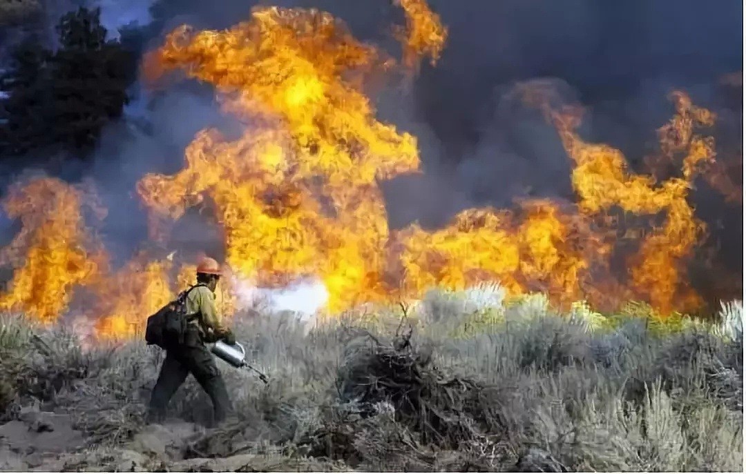 杀死77人，1300人失踪的加州末日山火，其实是场“人祸”… - 15
