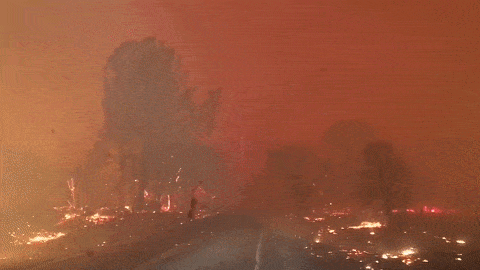 奇迹！美国校车司机从加州山火中救出22个孩子，感动全美（组图） - 5