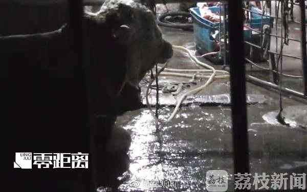 黄牛被注水120斤流泪 监管部门:两屠宰点已被取缔