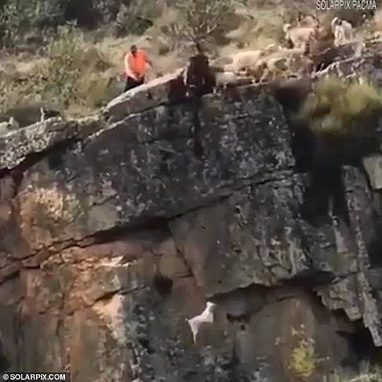 一群猎犬围攻一只鹿 12只猎犬和鹿摔下悬崖（视频/组图） - 2