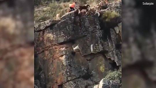 一群猎犬围攻一只鹿 12只猎犬和鹿摔下悬崖（视频/组图） - 4