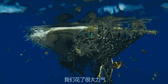 又有鲸鱼搁浅死亡，剖开肚子后，看到人类最惭愧的一面（组图） - 24