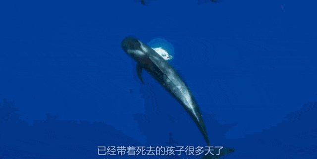 又有鲸鱼搁浅死亡，剖开肚子后，看到人类最惭愧的一面（组图） - 27