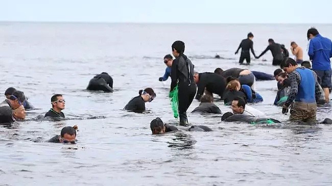 澳洲海滩沦陷！华人一家老小齐上阵抢鲍鱼！中国人的执念老外不懂......（组图） - 6