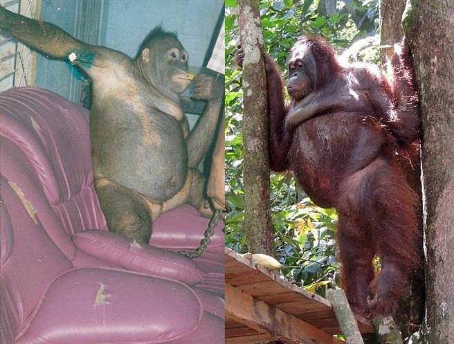 红毛猩猩身戴首饰被迫性服务，每天剃毛供人类泄欲（图） - 1