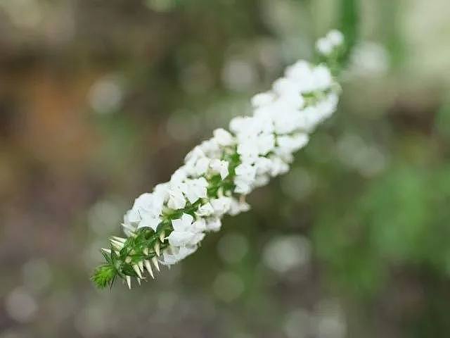 悉尼的春夏可能比你想象中还要花 || 一份超全的悉尼附近秘密花园清单～ - 19