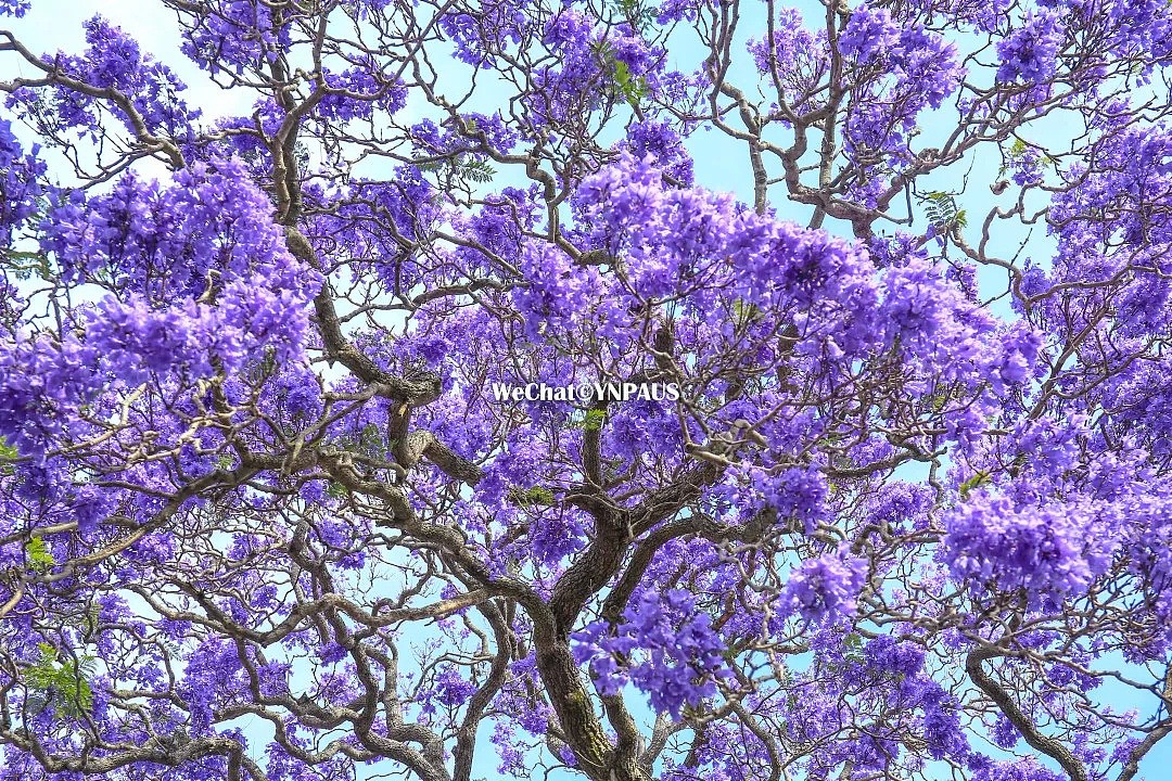 独家！这绝对是你今年看过“最赞的”悉尼赏蓝花楹攻略！私藏小众路线大公开！ - 101