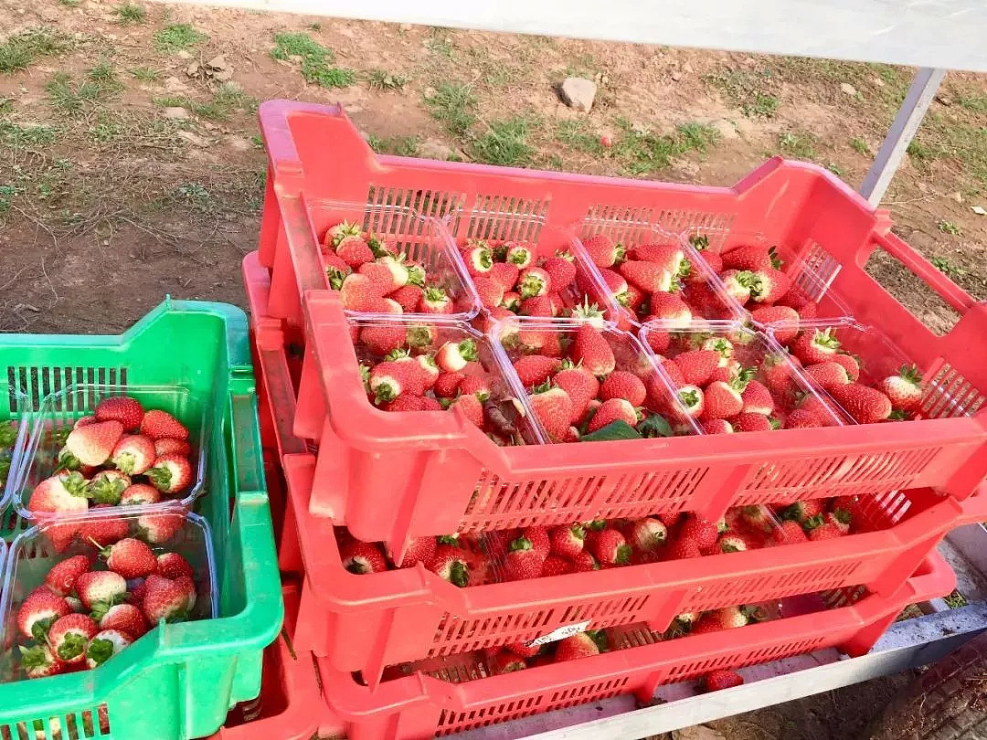 替华人看孩子到摘草莓，在澳打工7个月，周薪从100刀到1000刀！ - 7