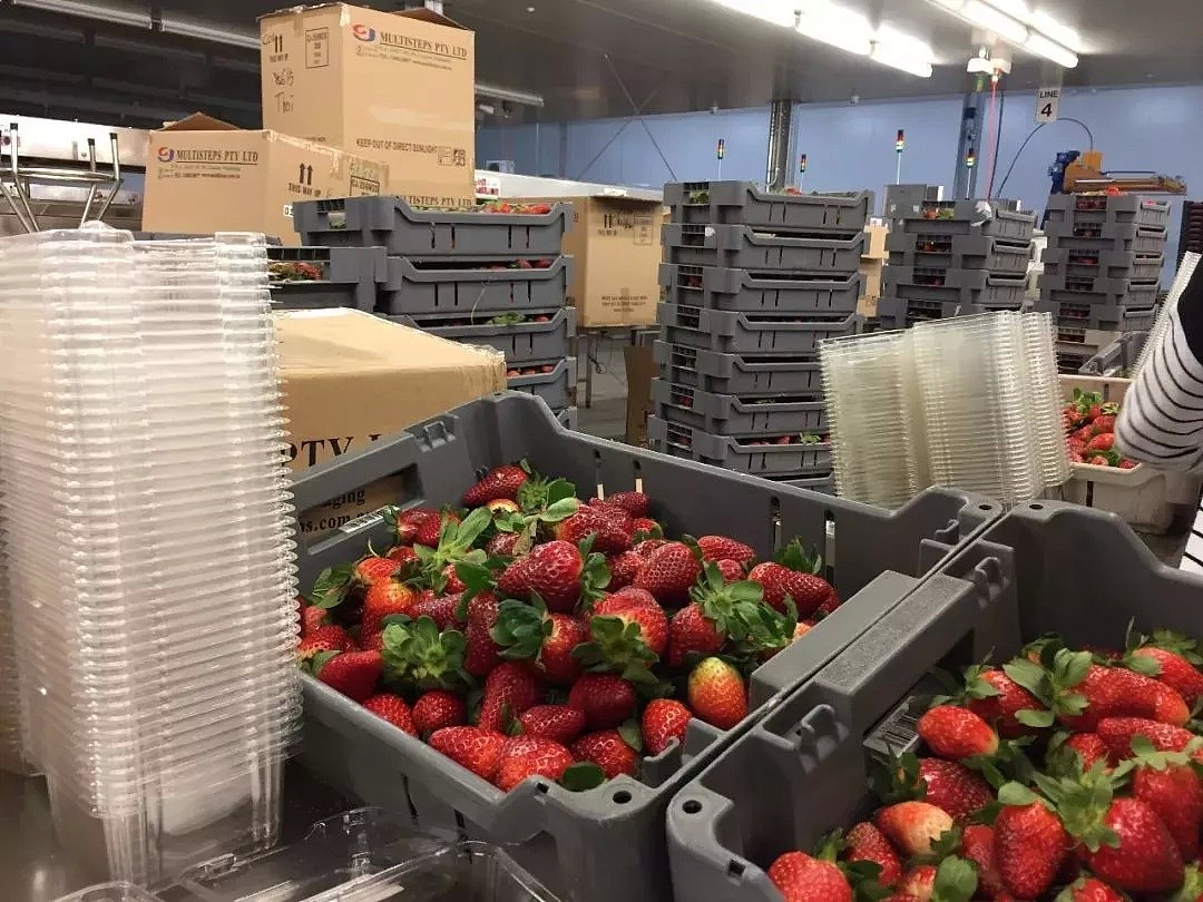 替华人看孩子到摘草莓，在澳打工7个月，周薪从100刀到1000刀！ - 12