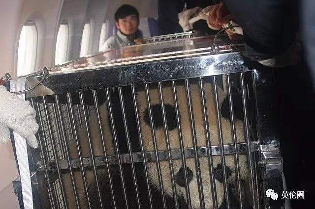 飞机偶遇熊猫不现实，但你可能碰到花豹，企鹅，袋鼠...和老鹰！（组图） - 3
