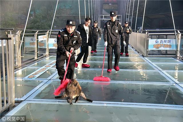 小山猪误入玻璃桥吓得发抖 保安齐心救猪送山林