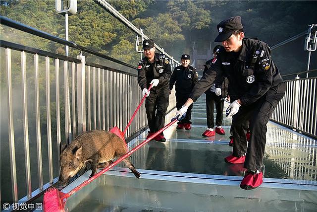 小山猪误入玻璃桥吓得发抖 保安齐心救猪送山林