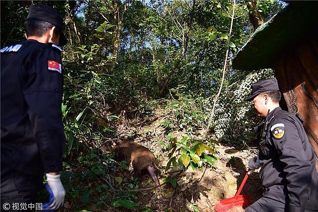 小山猪误入玻璃桥吓得发抖 保安齐心救猪送山林