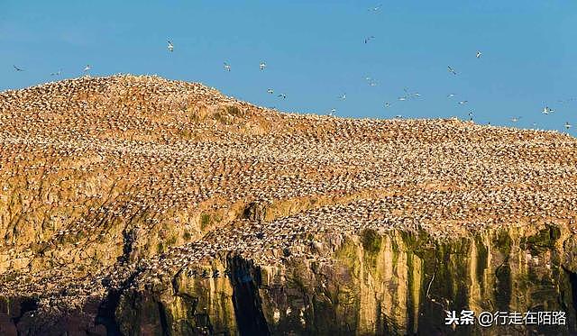 臭气熏天的海岛：被7亿只海鸟霸占百年，年清理2000吨鸟粪