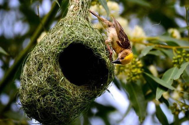 鸟类中的”建筑大师“它们制作的鸟巢可以说是”巧夺天工“